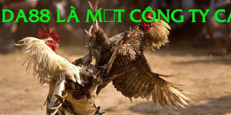 Đá Gà Trực Tiếp - Trải nghiệm tuyệt vời